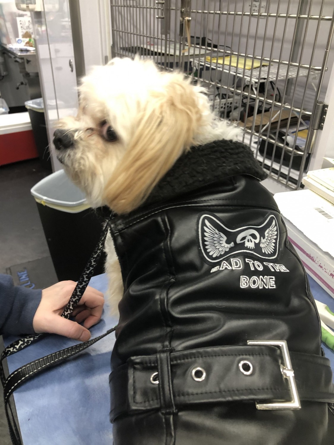 dog in leather coat