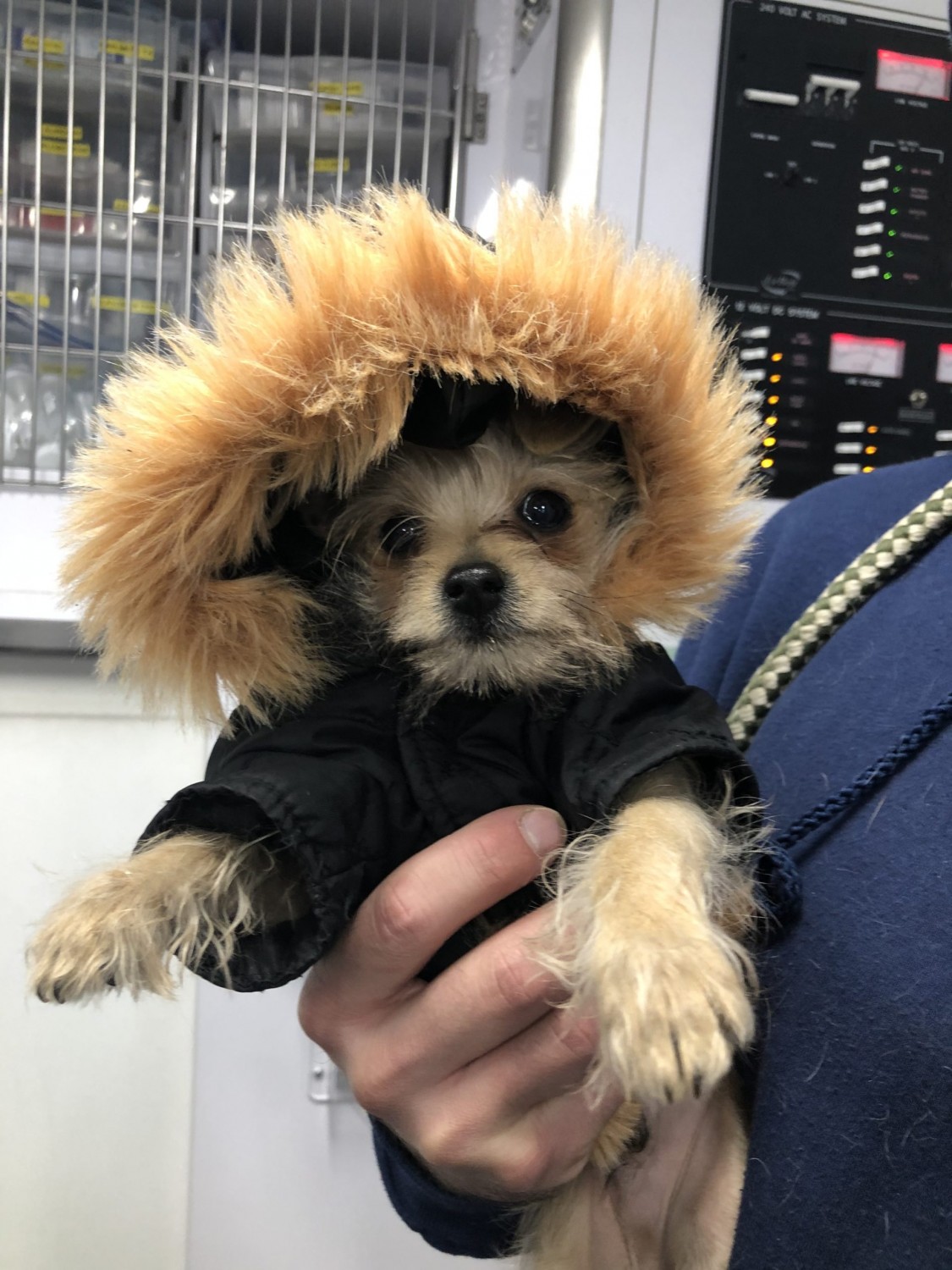 dog in coat