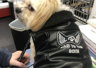 dog in leather jacket