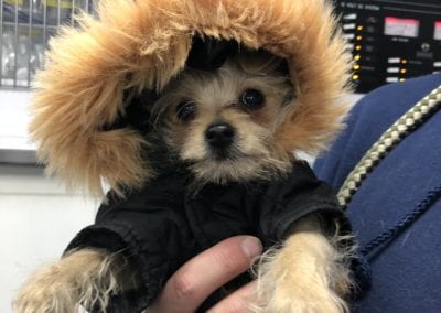 dog in coat