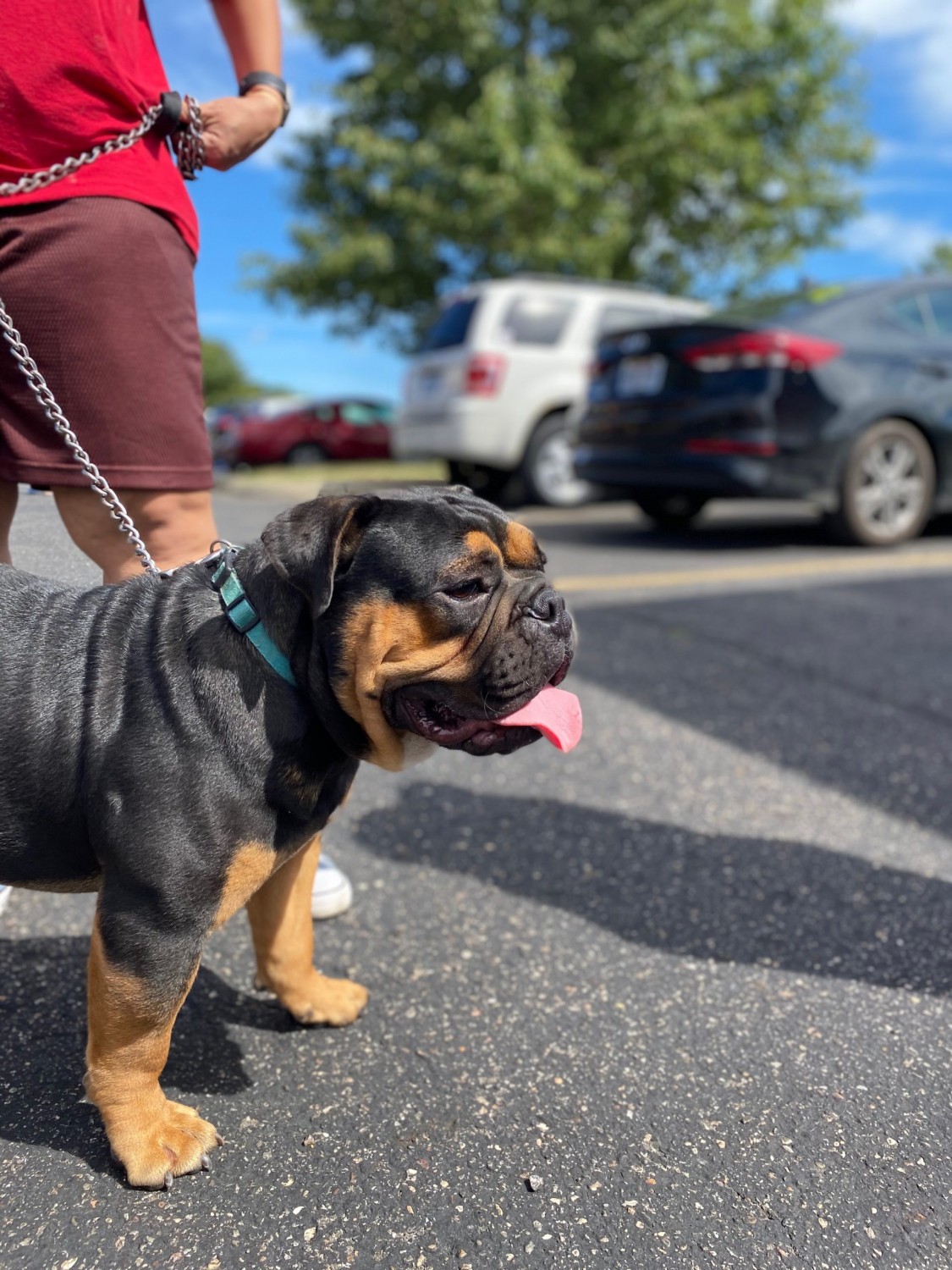 dog on walk