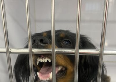 dog in cage